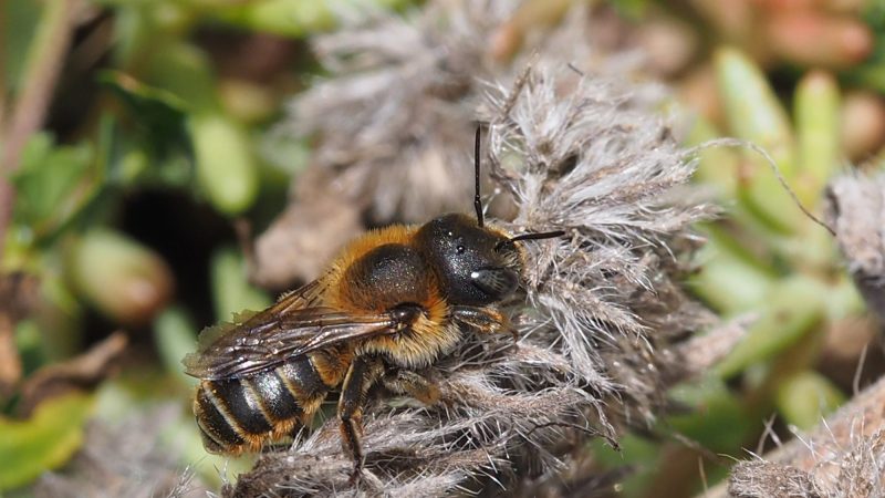 Glänzende Natternkopf-Mauerbiene (Osmia adunca)