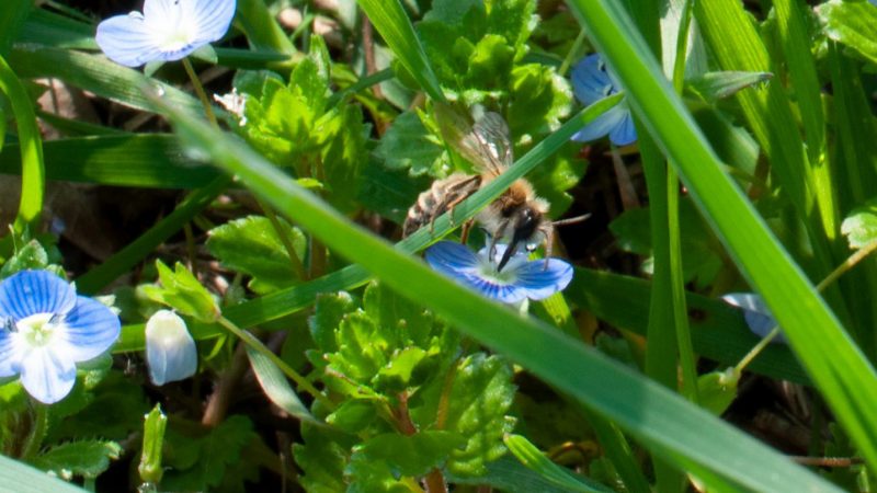 Weißhaar-Bindensandbiene (Andrena gravida)