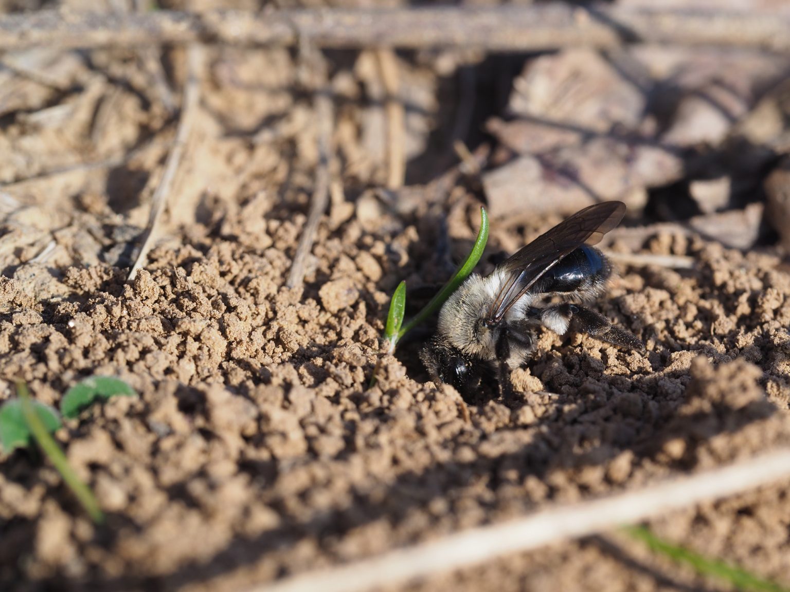 Weidensandbiene (Andrena vaga)