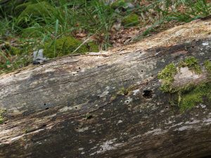 Baumstumpf mit Fraßlöchern von Käferlarven