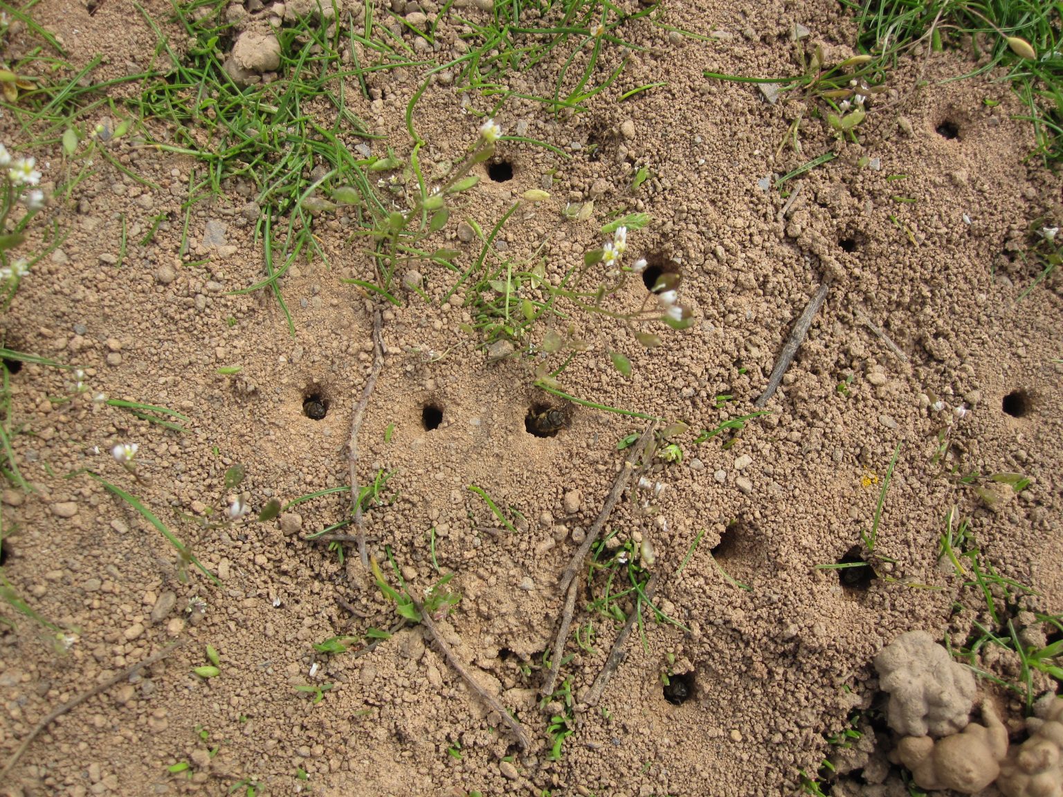 Brutgänge in der Erde. Hier von einer Kolonie der Pförtner-Schmalbiene (Lasiglossum malachurum)