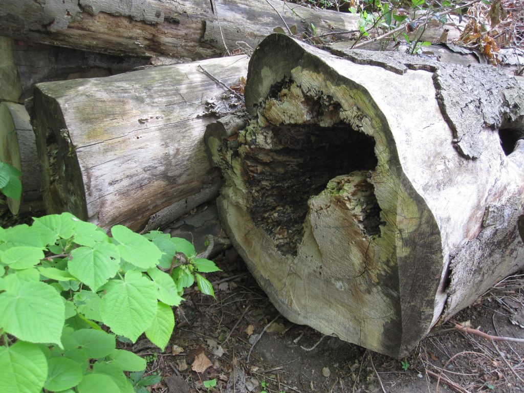 Abgestorbenes, aber noch nicht morsches Holz wird bevorzugt von den Holzbienen (Xylocopa) besiedelt