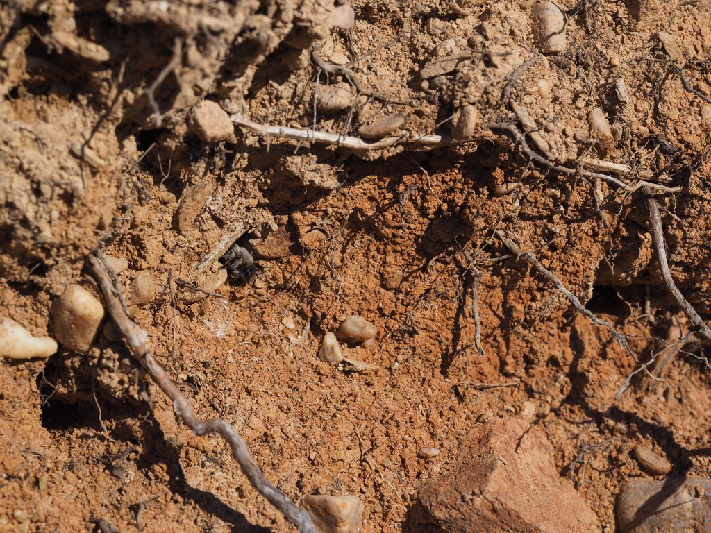 Lösswände werden gerne besiedelt. Hier von der Weiden-Sandbiene (Andrena vaga)