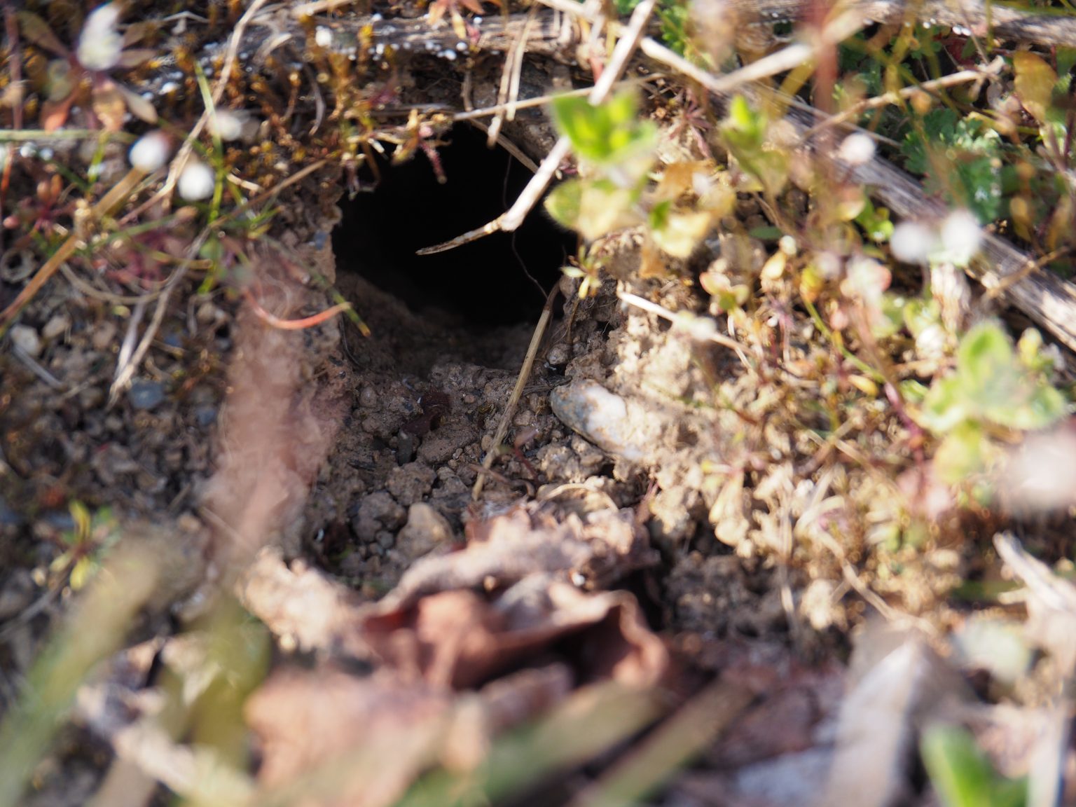 Zugang zu einem verlassenen Mäusenest. Gern angenommen von Erdhummeln (Bombus terrestis)