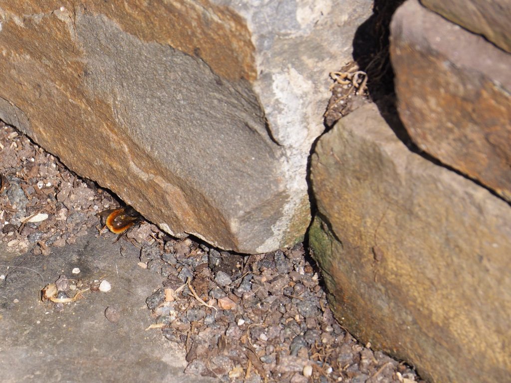Eine Gehörnte Mauerbiene (Osmia cornuta) inspitiert eine Fuge in einer Trockenmauer auf Eignung zum Nestbau