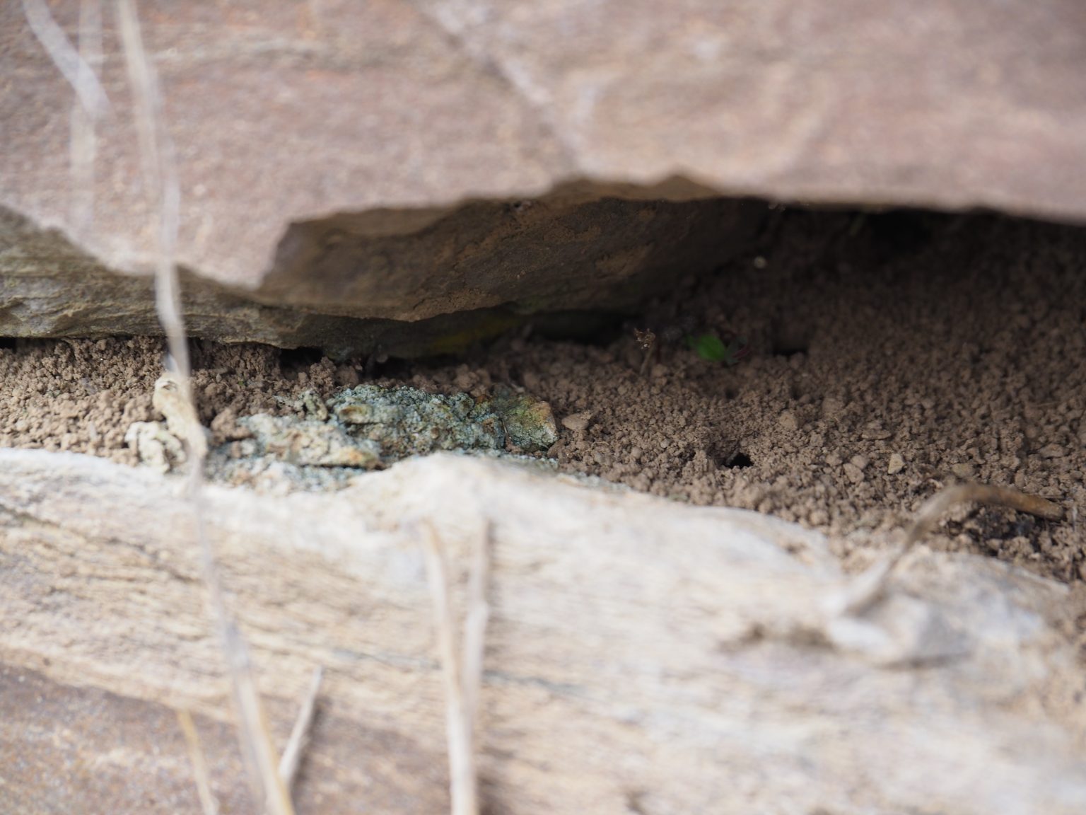 Eingänge zu Wildbienennestern in Spalten einer Trockenmauer