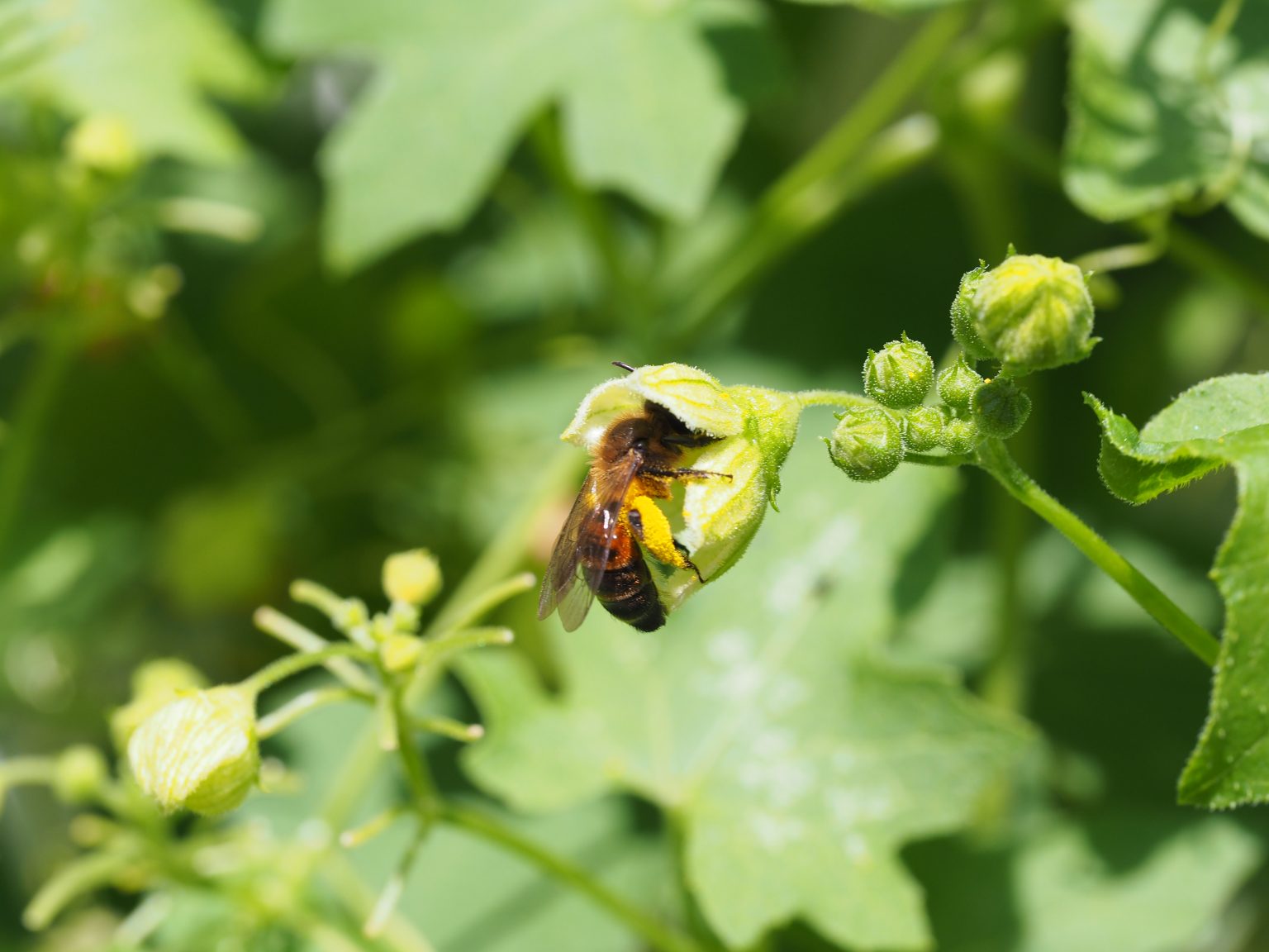 Zaunrüben-Sandbiene (Andrena florea)